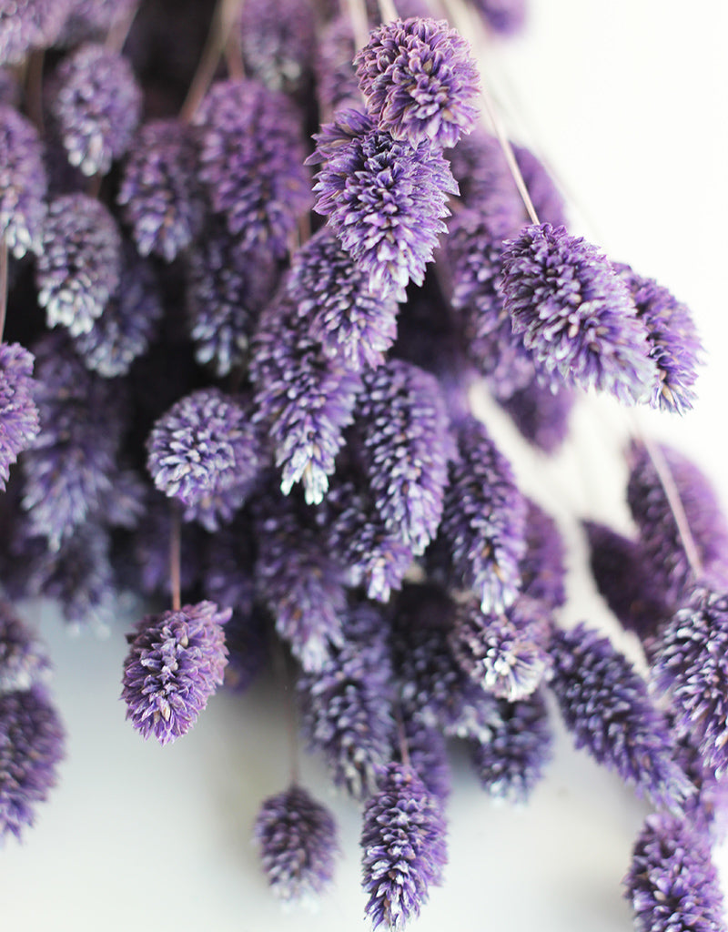 Dried Phalaris Grass