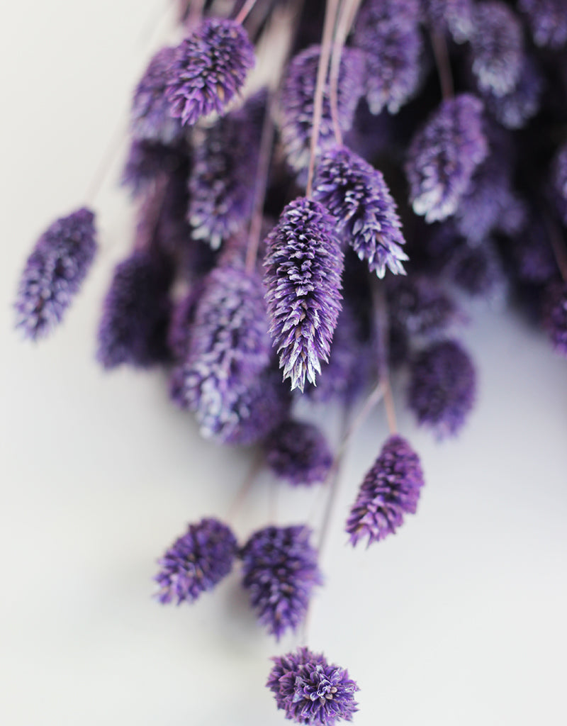 Purple Phalaris Grass