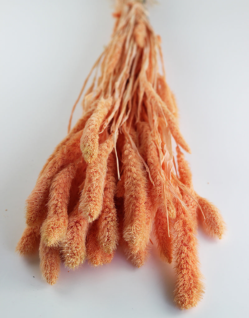 Dried Setaria