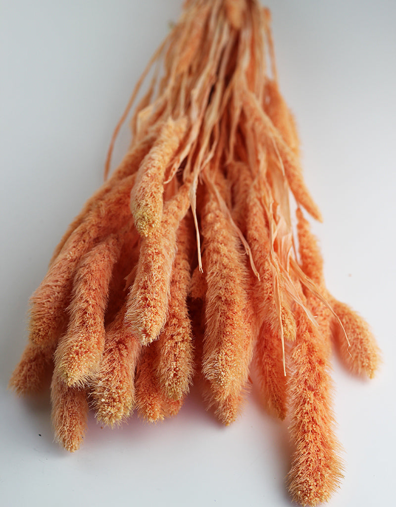 Wholesale Dried Setaria