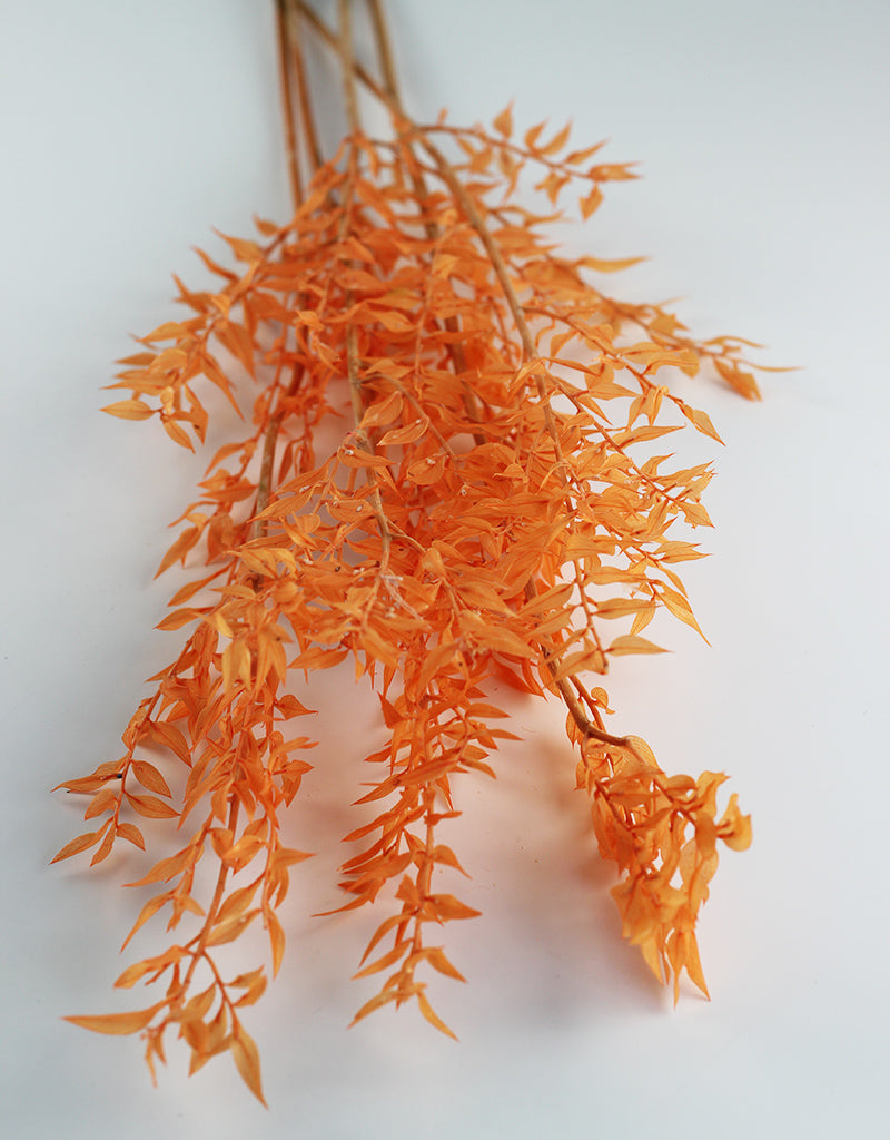 Preserved Ruscus