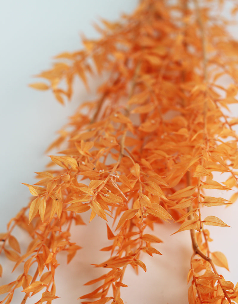 Orange Ruscus