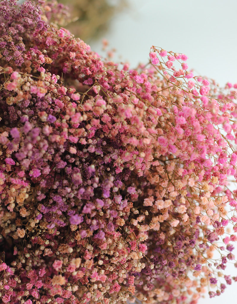 Pink Gypsophila UK