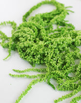 green preserved amaranthus