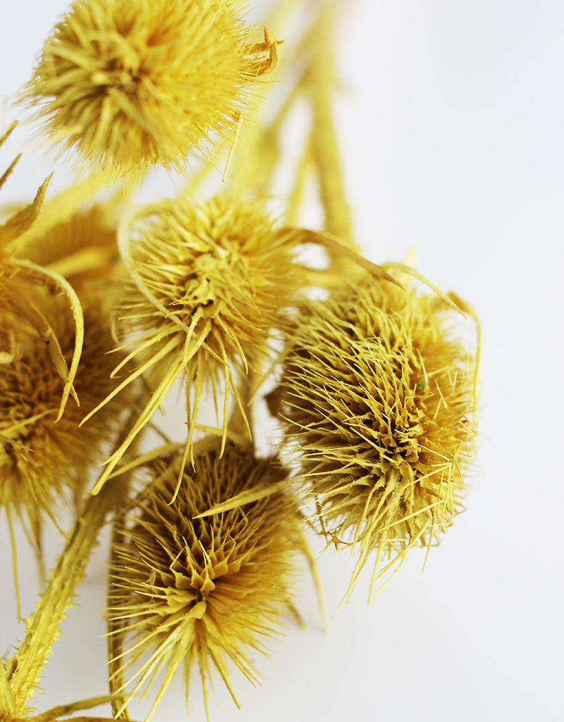 Wholesale Dried Cardi Flowers