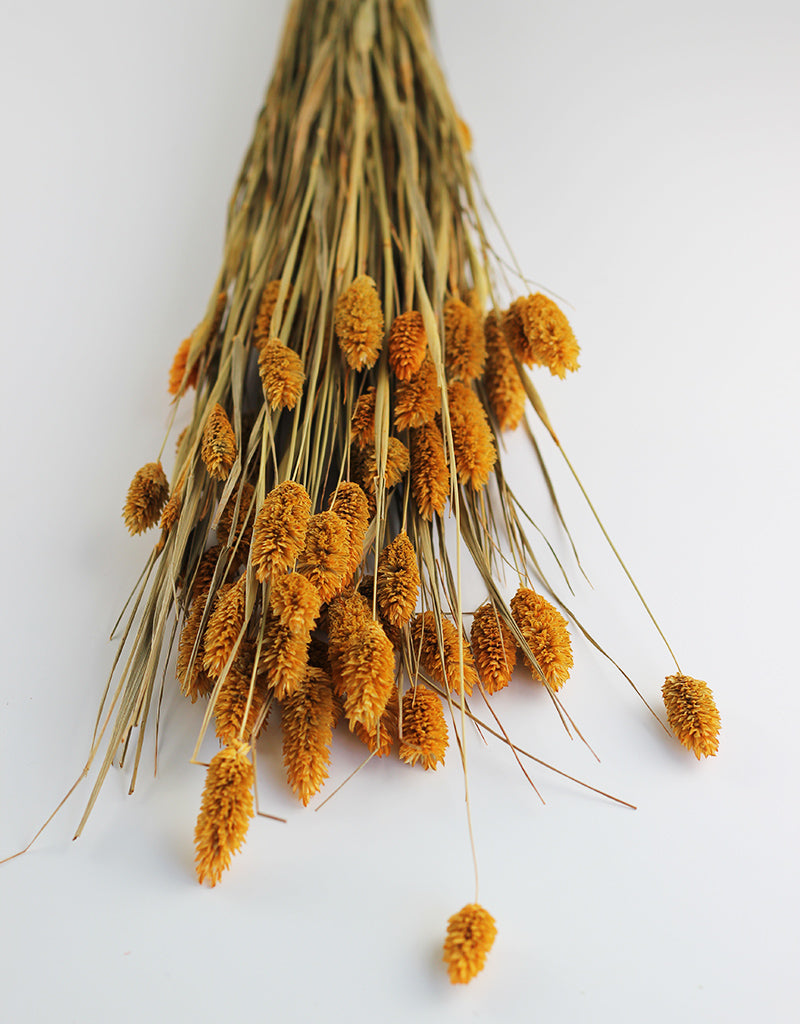 Yellow Dried Phalaris Grass Bunch