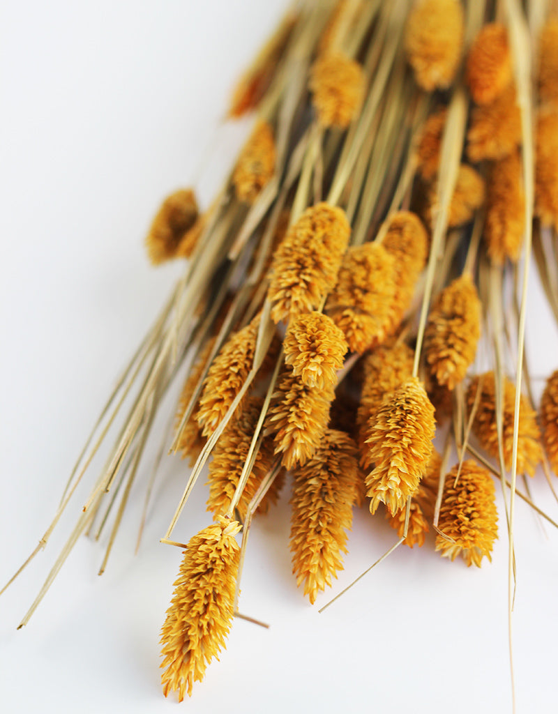 Yellow Dried Phalaris