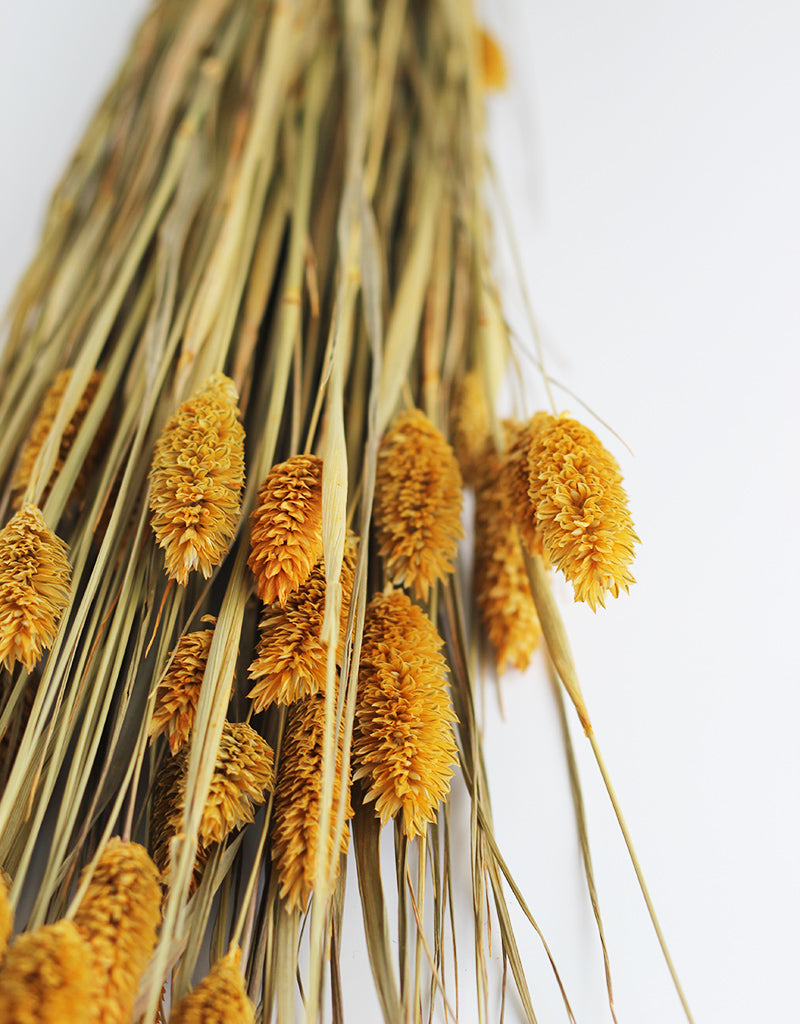 Wholesale Yellow Dried Phalaris