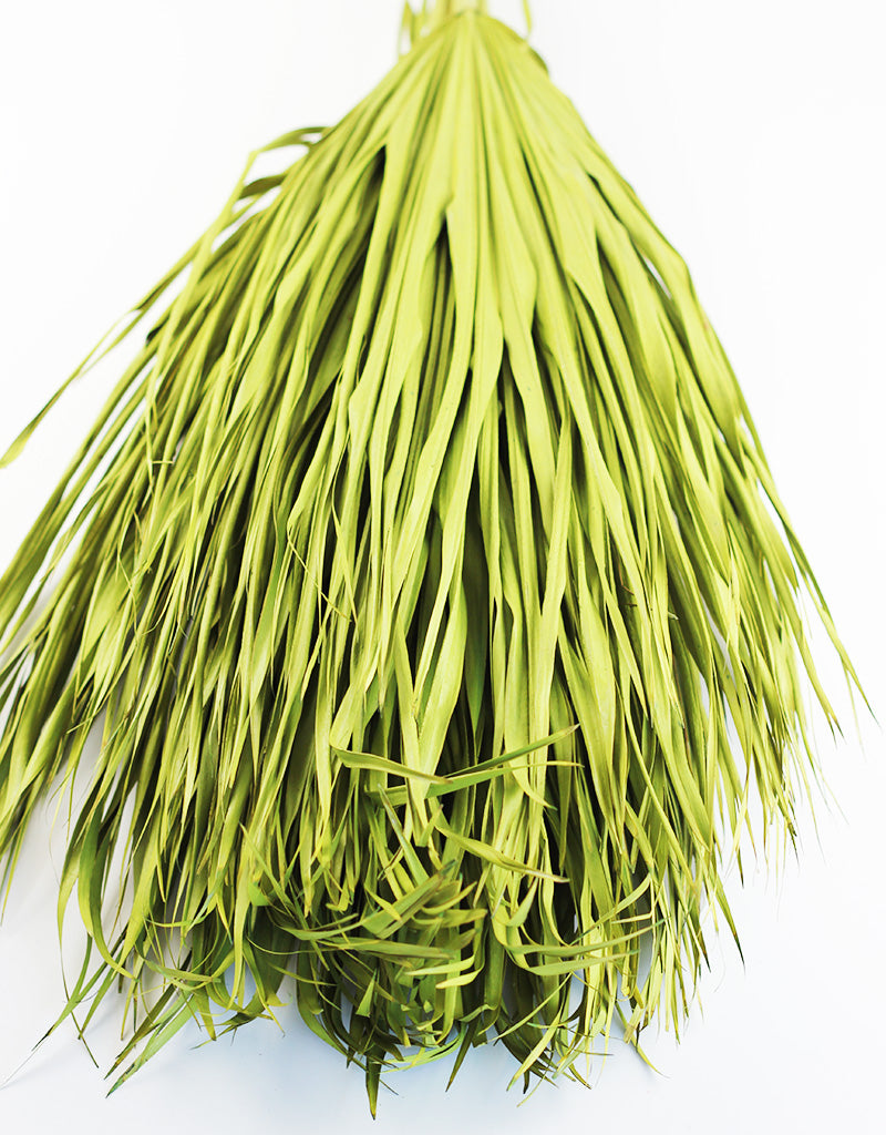 Dried Chamaerops Palm