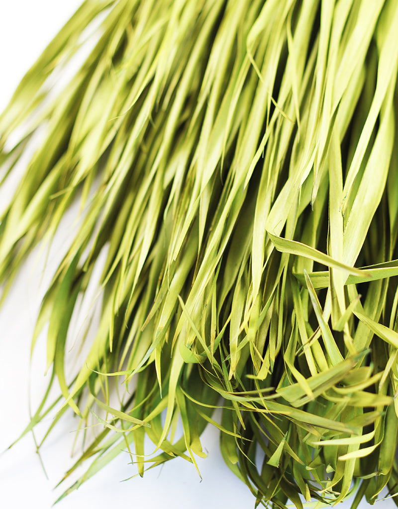 Wholesale Dried Chamaerops Palm