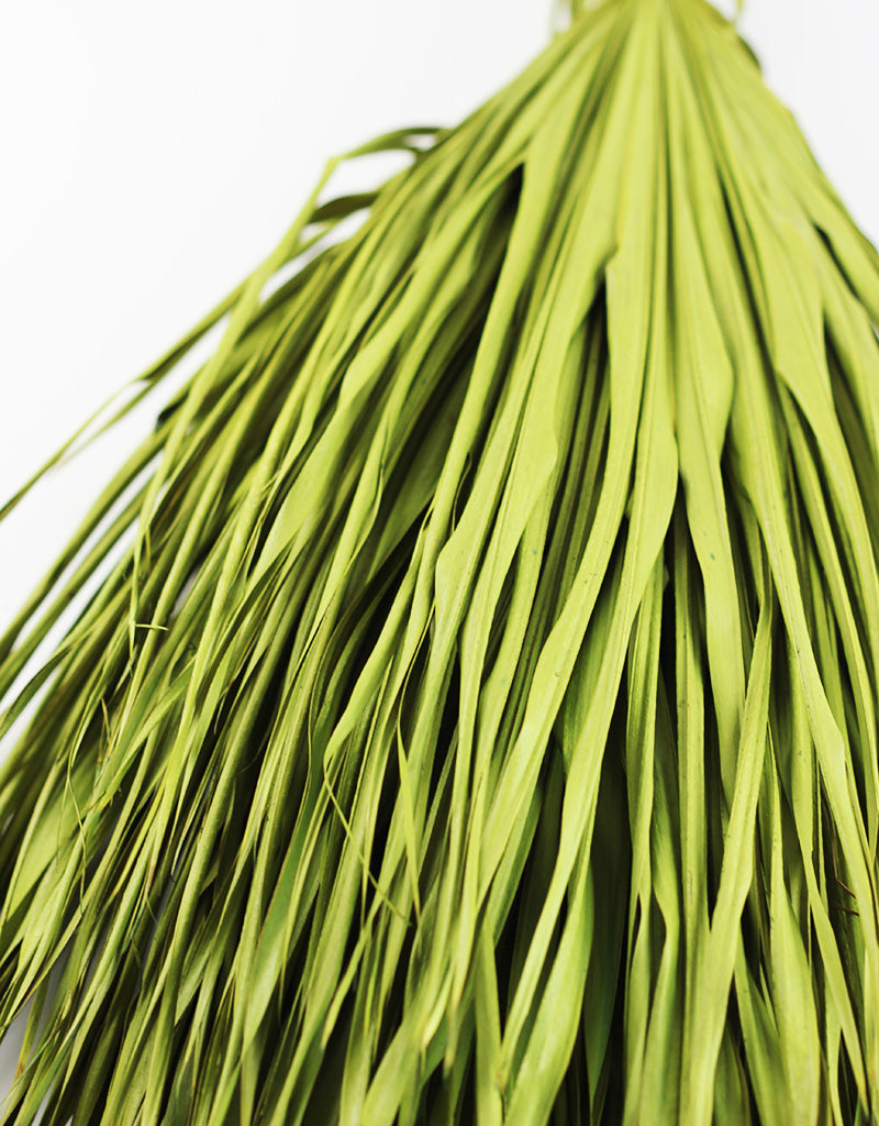 Dried Chamaerops Palm - Apple Green Bunch, 8 Stems, 70 cm