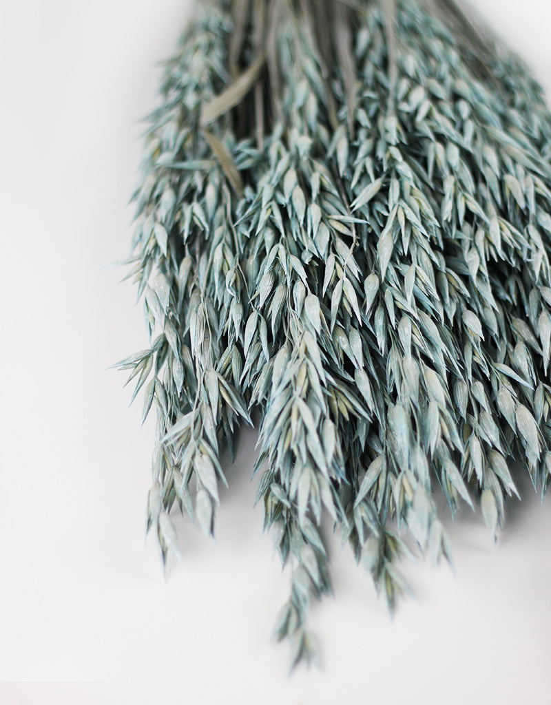 Wholesale Dried Oat Avena