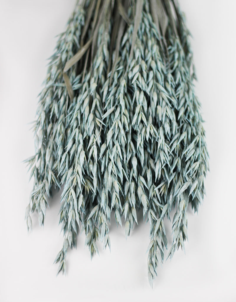 Dried Oat Avena Flowers Bunch