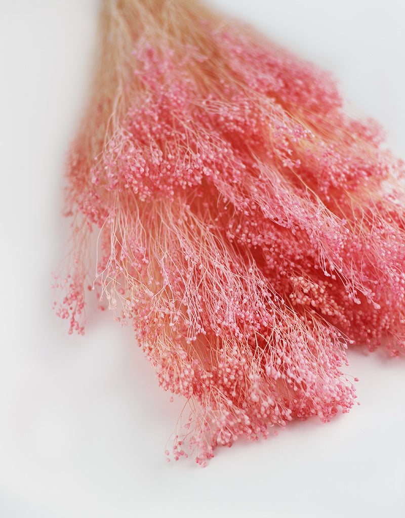 Wholesale Dried Broom Bloom