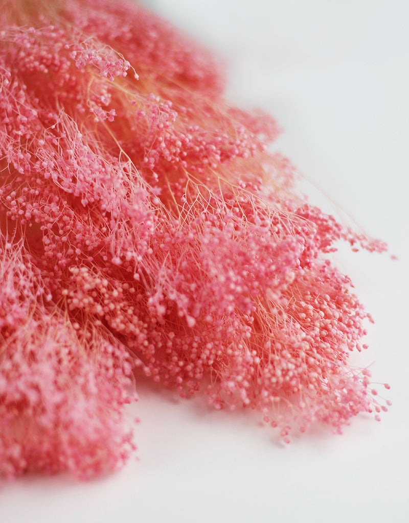 Pink Dried Broom Bloom