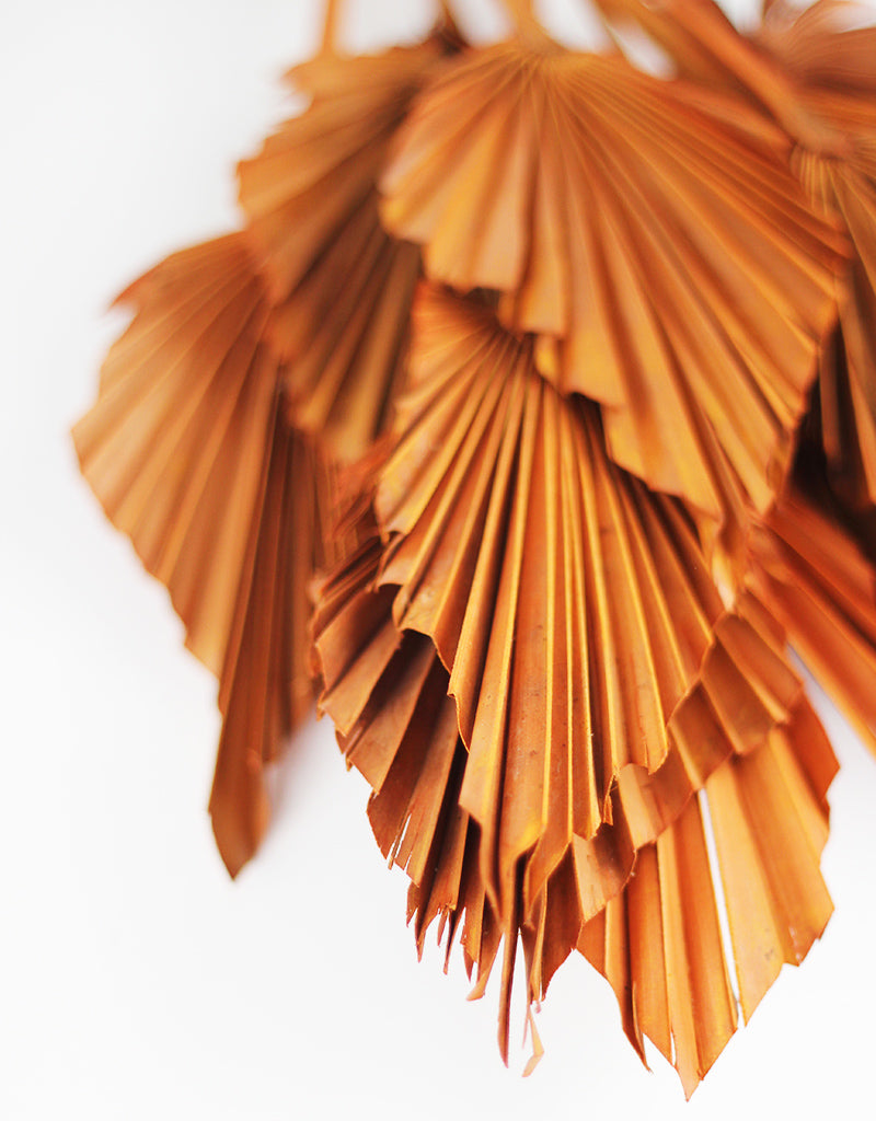 Wholesale Dried Palm Spears