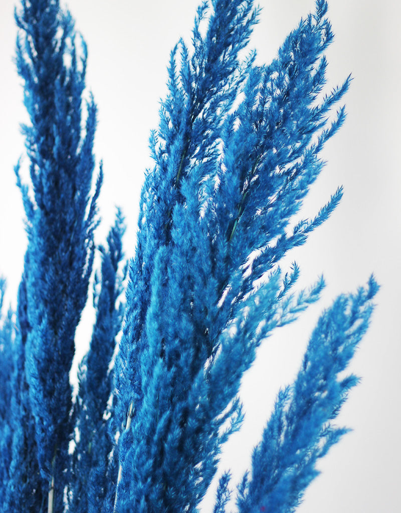 Tall Blue Pampas