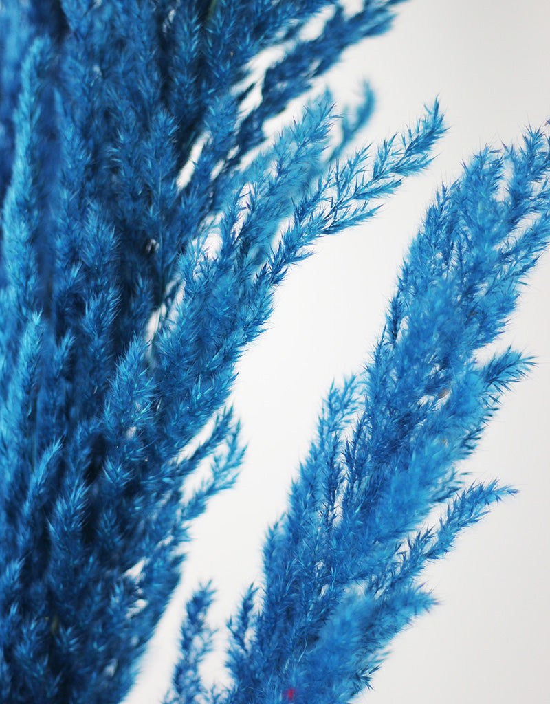 Dried Blue Pampas Stems