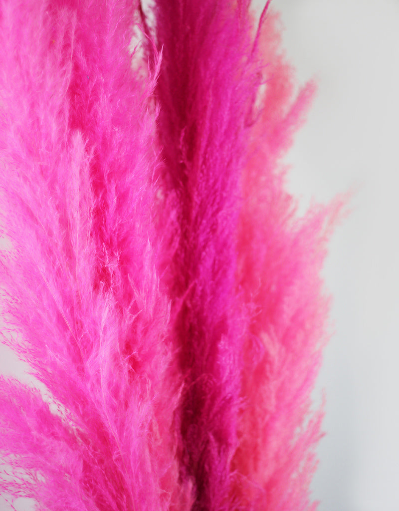 Dried Pink Pampas