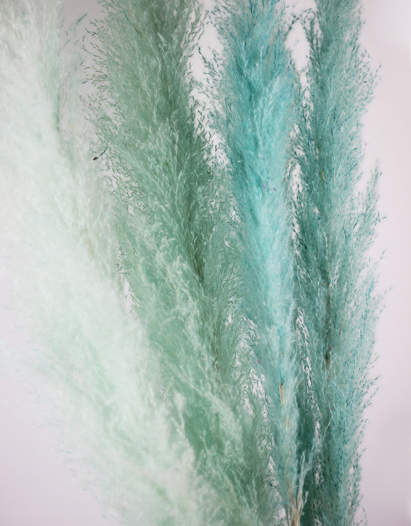 Aqua Dried Pampas Grass