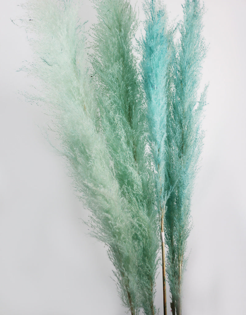 Tall Dried Pampas Grass