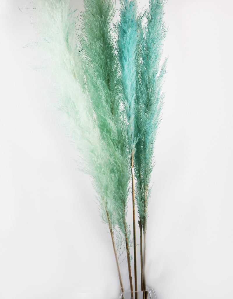 Wholesale Dried Pampas Grass