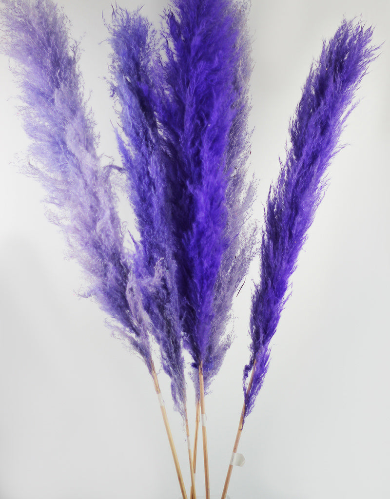 Wholesale Purple Pampas Grass