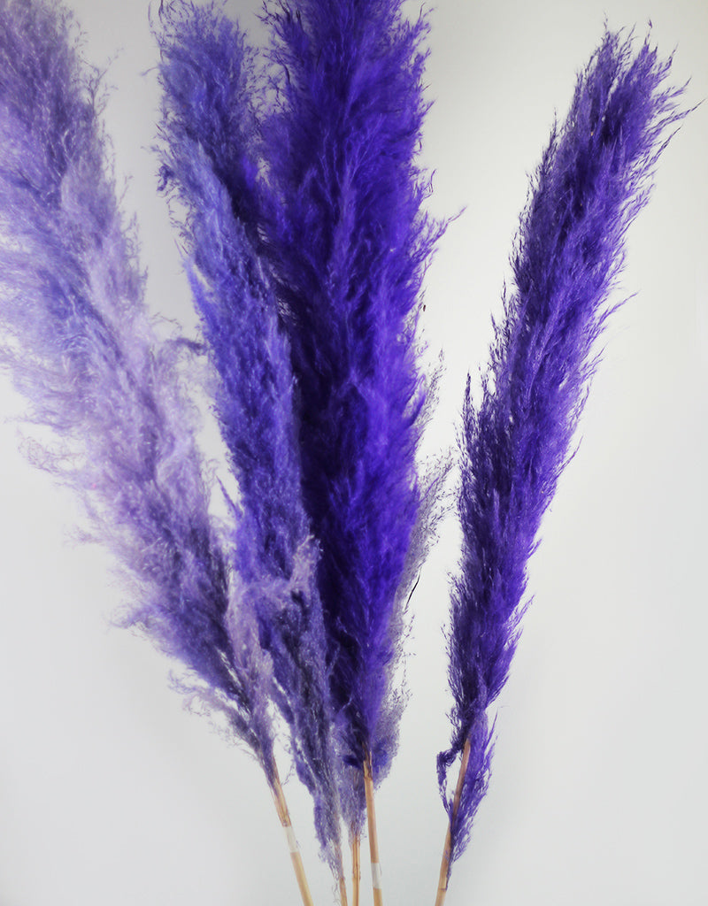 Purple Pampas Grass UK