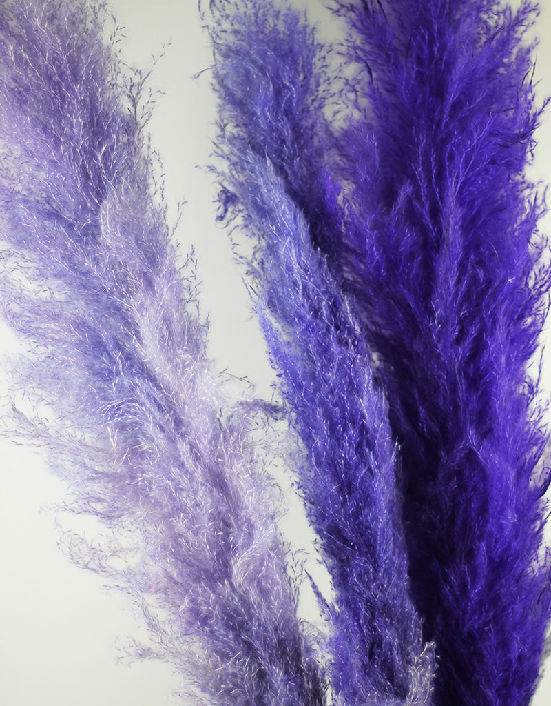 Tall Purple Pampas Grass