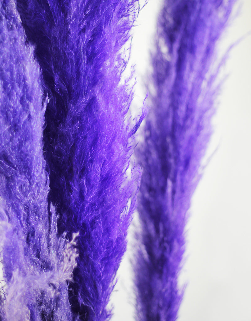 Wholesale Pampas Grass UK