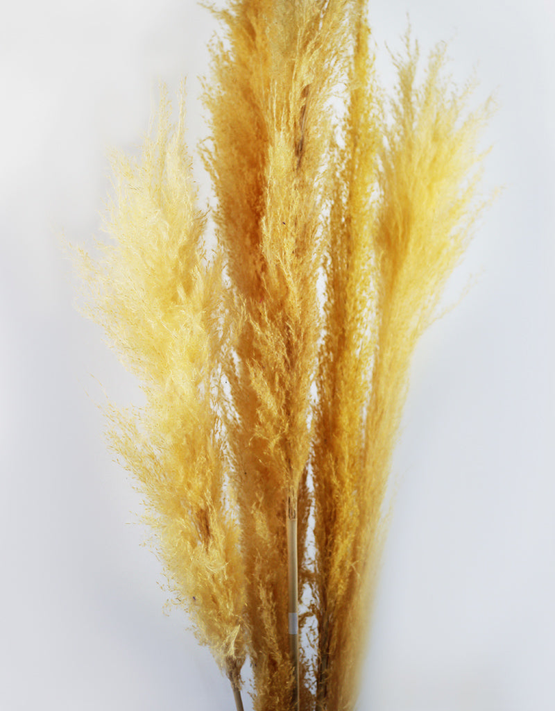 Wholesale Dried Pampas Grass