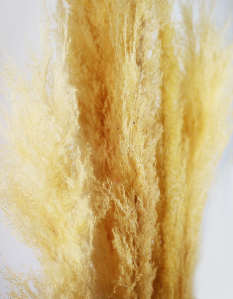 Wholesale Pampas Stems