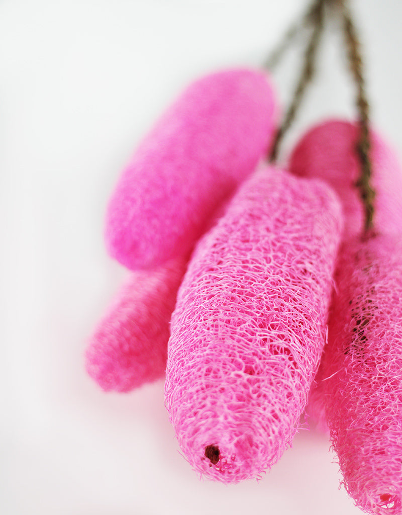 Dried Pink Luffa