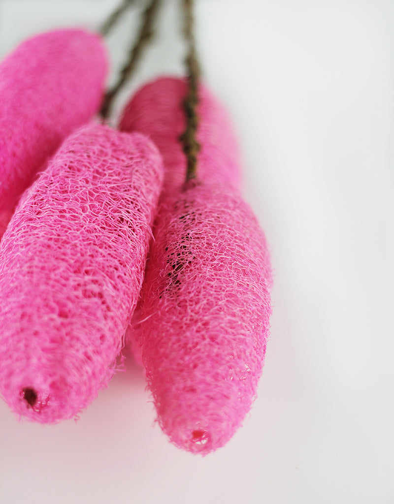 Dried Luffa (Loofah)