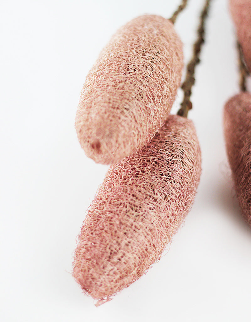 Pink Dried Luffa (Loofah)