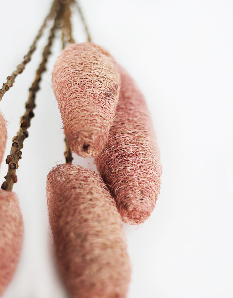 Dried Loofah UK