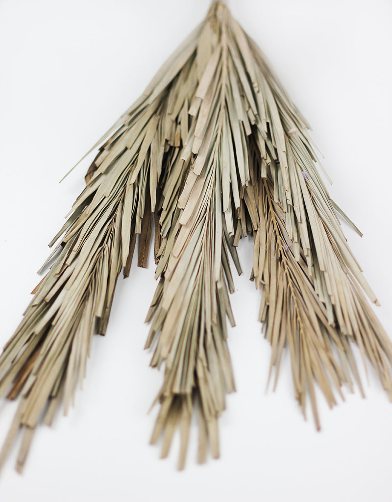 dried palm leaves