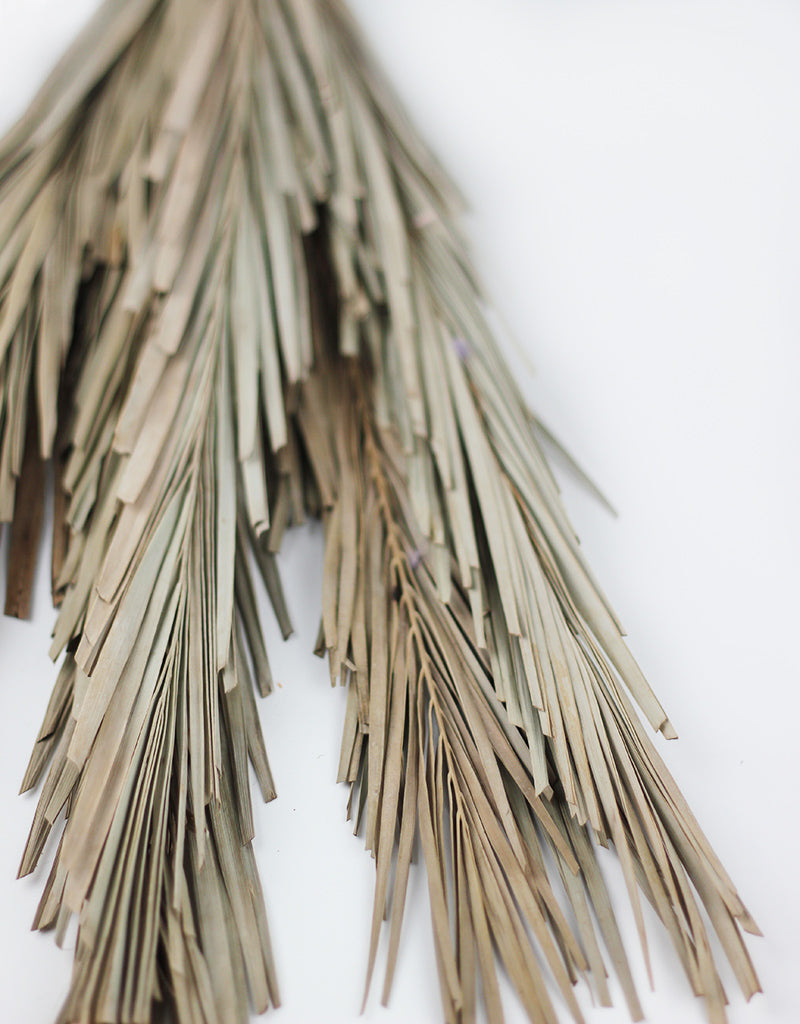 dried palm leaf