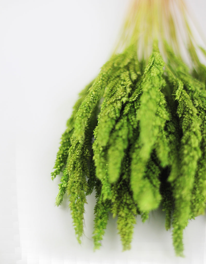 Green Dried Flowers