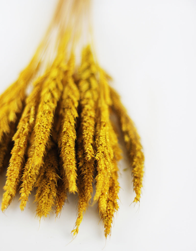 Yellow Dried Pinion Grass