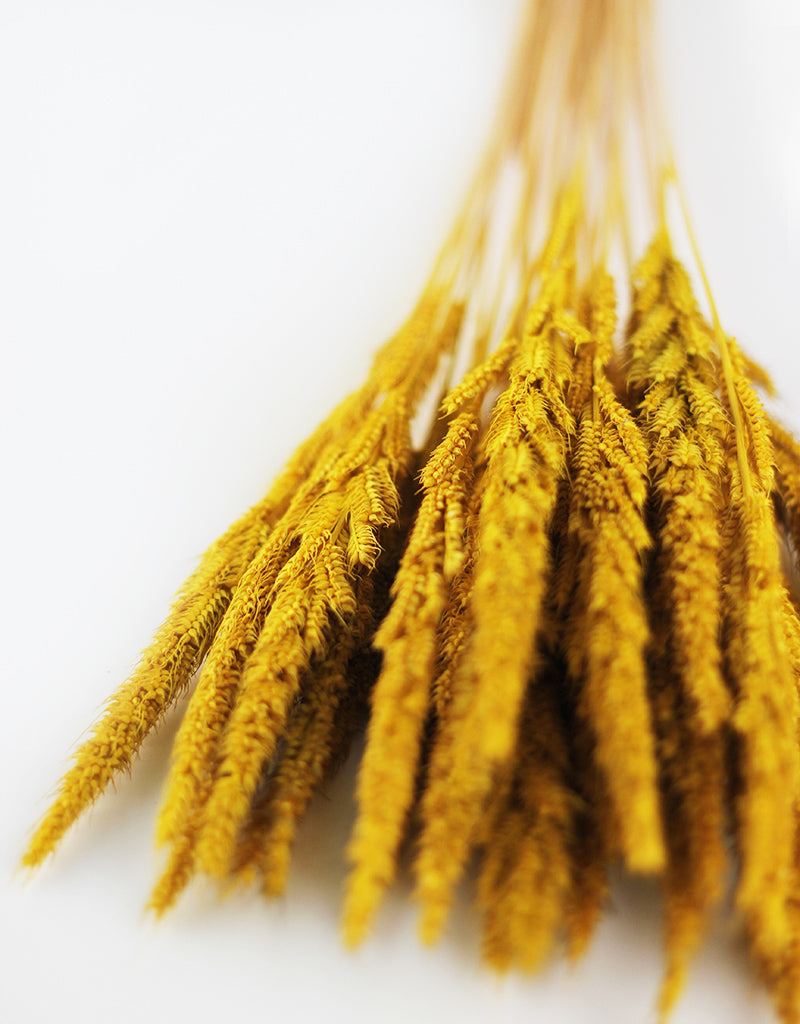 Yellow Dried Grass