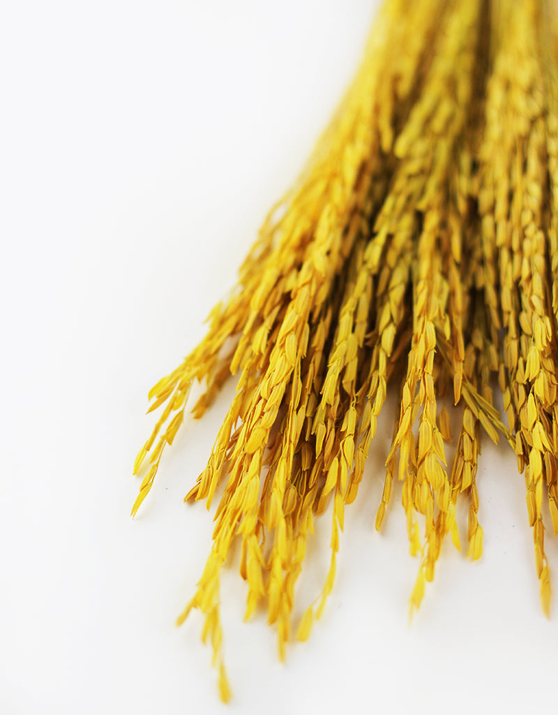 dried yellow flowers