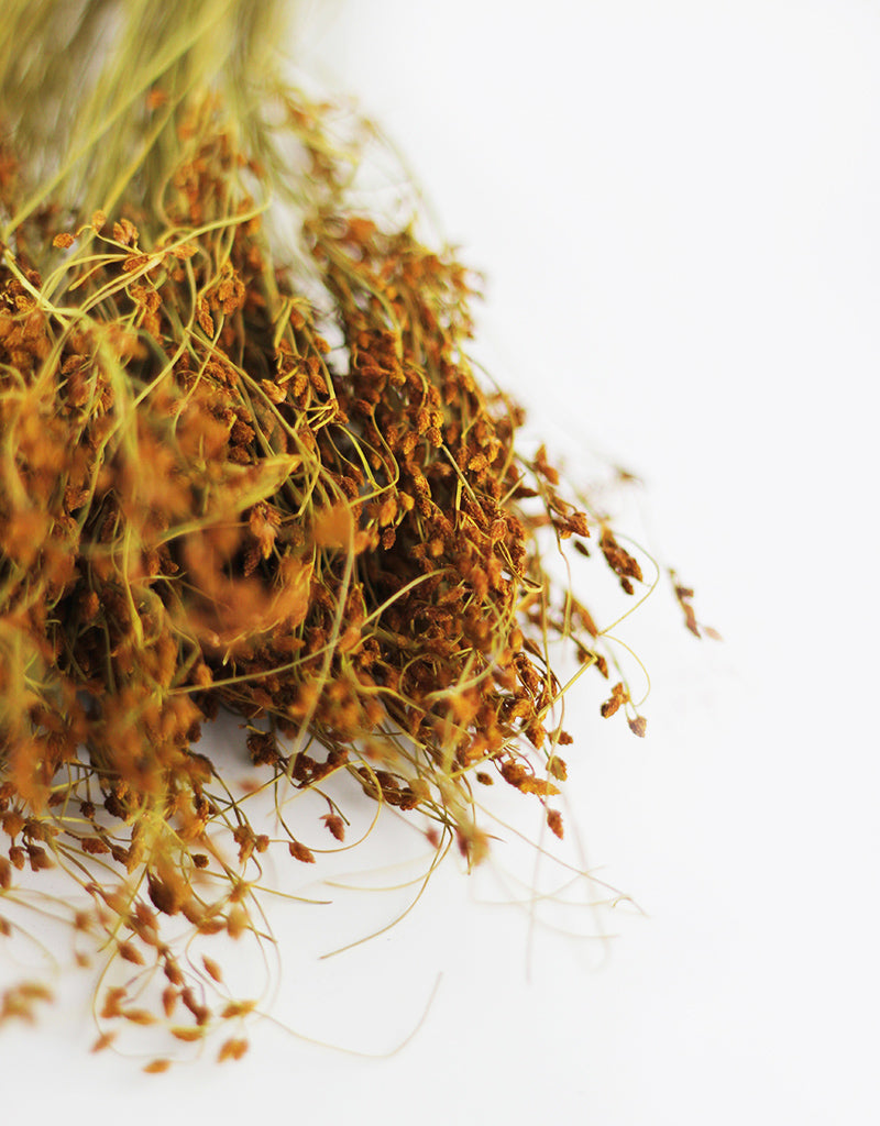 Yellow Dried Grass