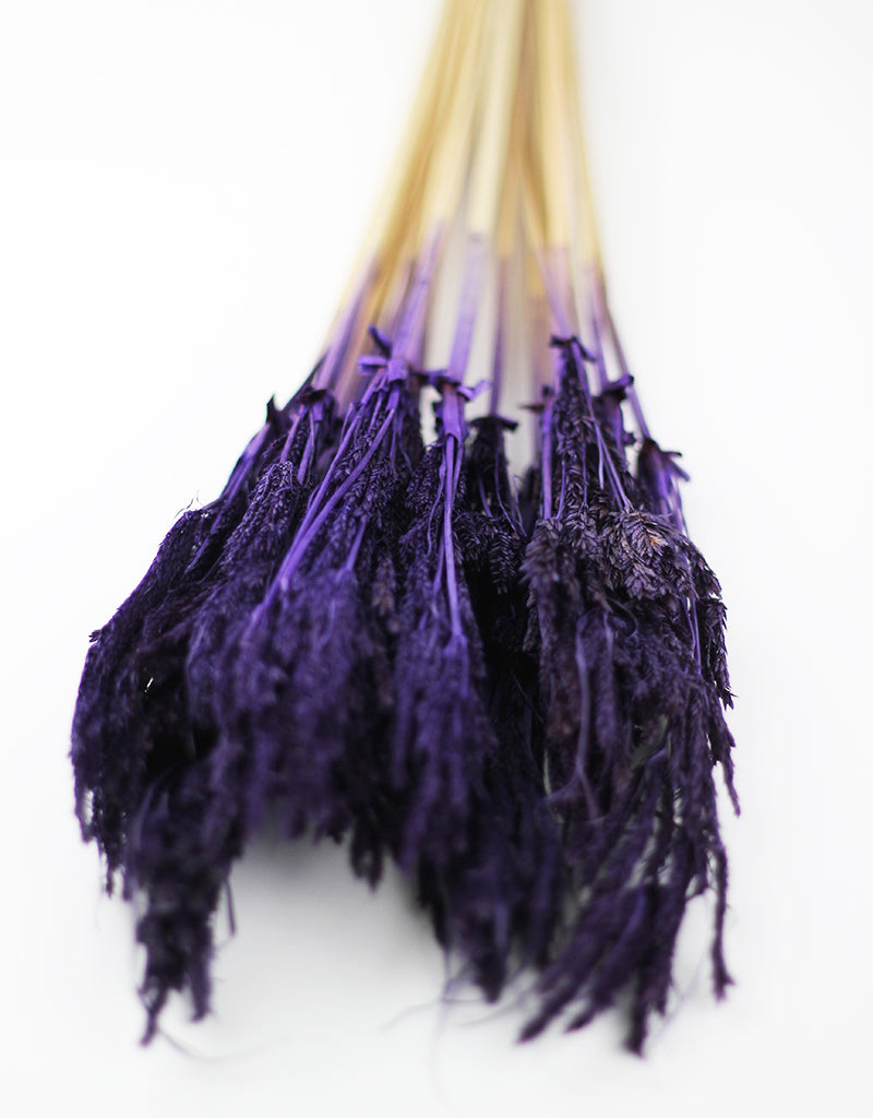 Purple Dried Umbrella Sedge