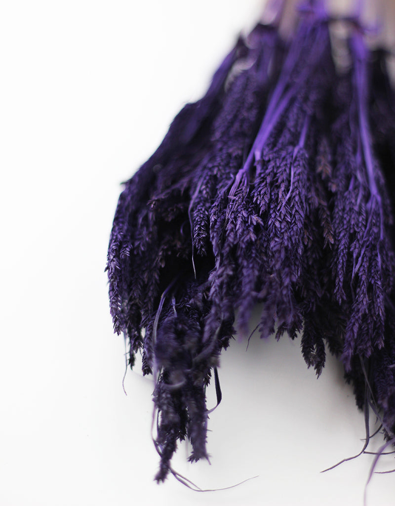 Purple Umbrella Sedge