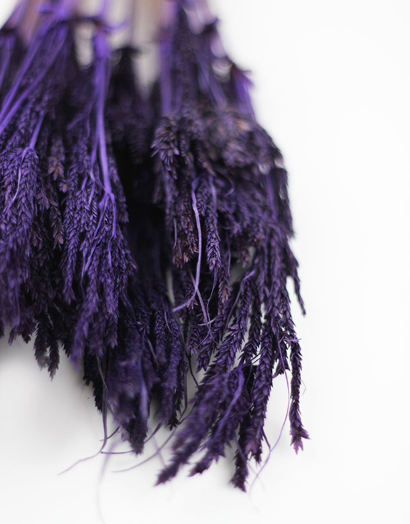 Dried Umbrella Sedge