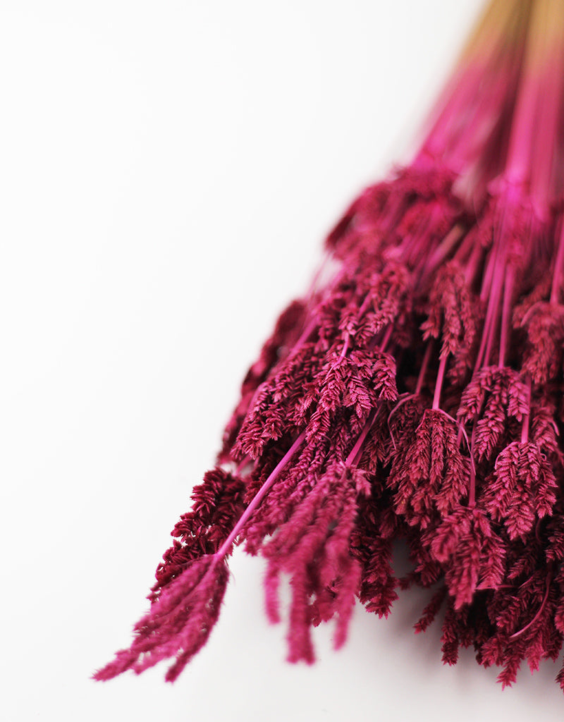 Dried Umbrella Sedge