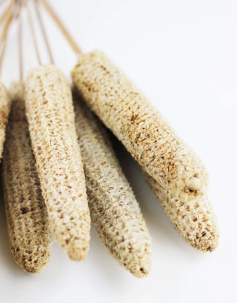 Wholesale Dried Maize