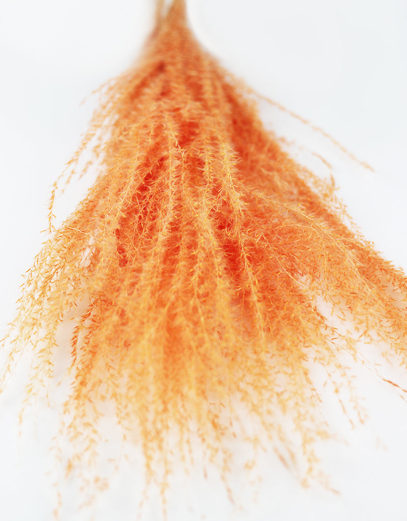 Peach Dried Stipa Feathers Bunch