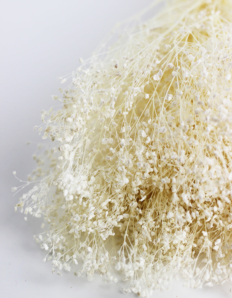 dried gypsophila wholesale uk